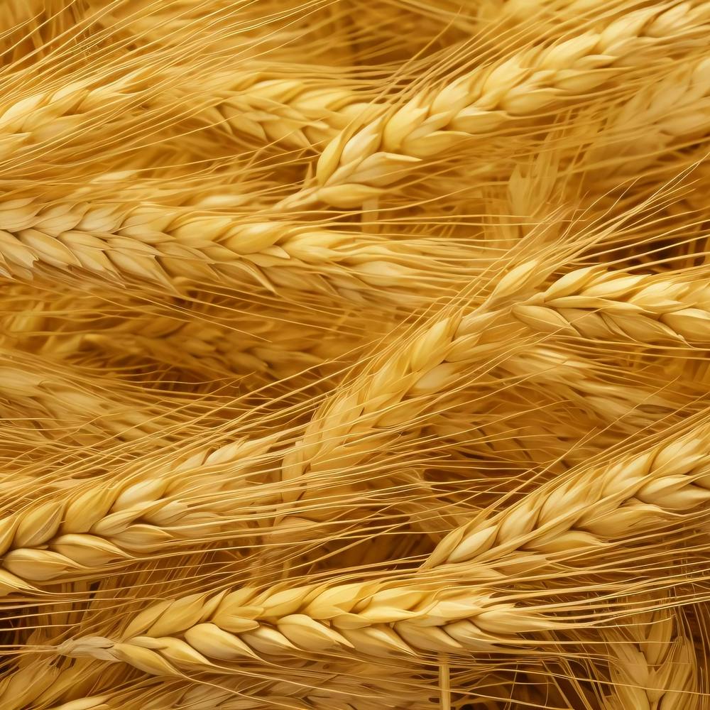Golden Wheat 5