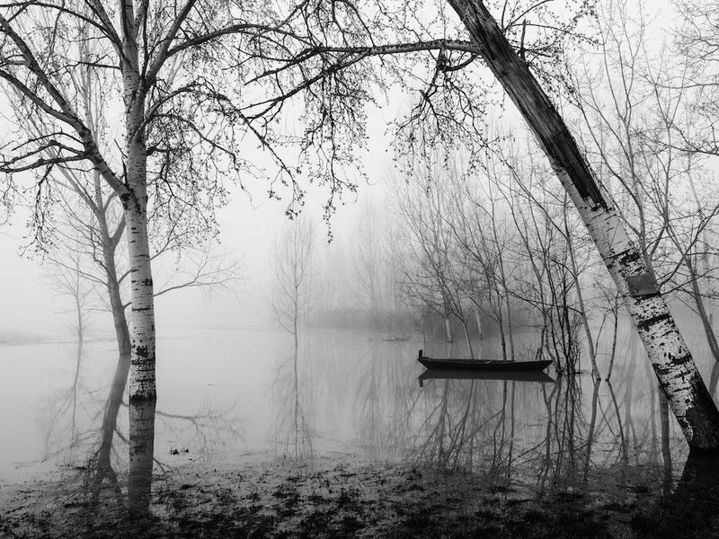 Fog In The Marsh