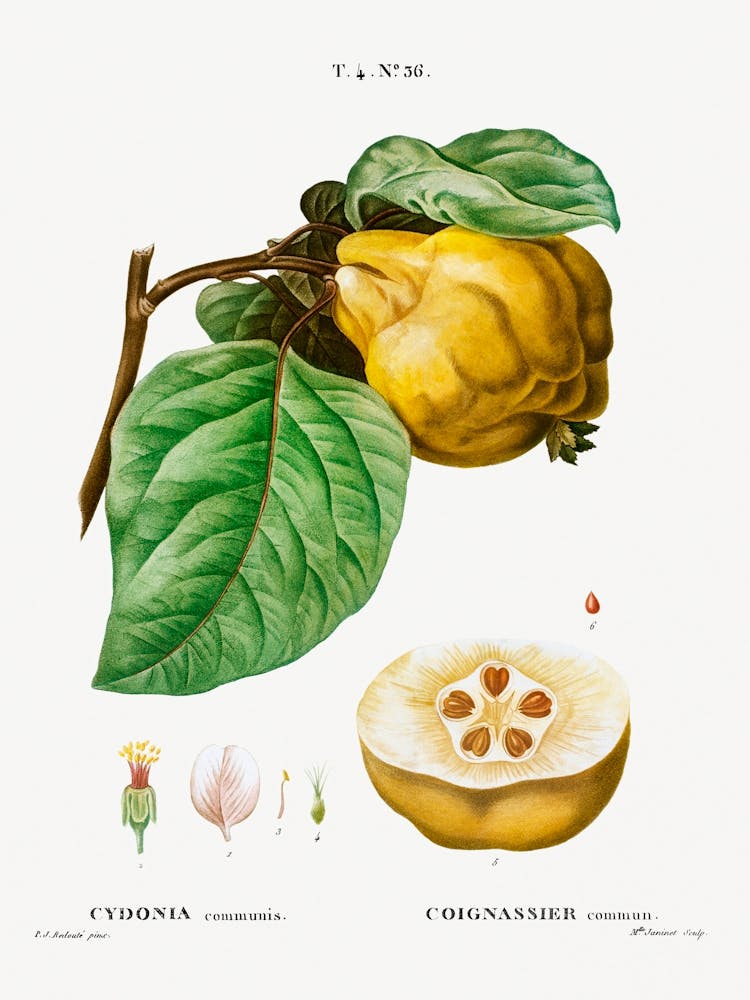 Quince, Pierre Joseph Redoute
