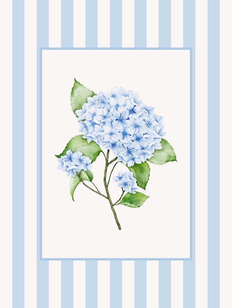 Blue Hydrangea 1