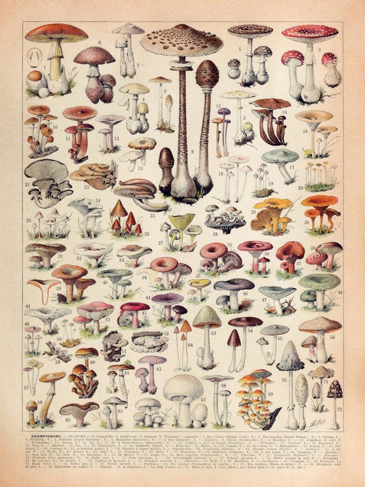 Victorian Mushroom Illustration - Botanical Rustic Cottagecore Decor