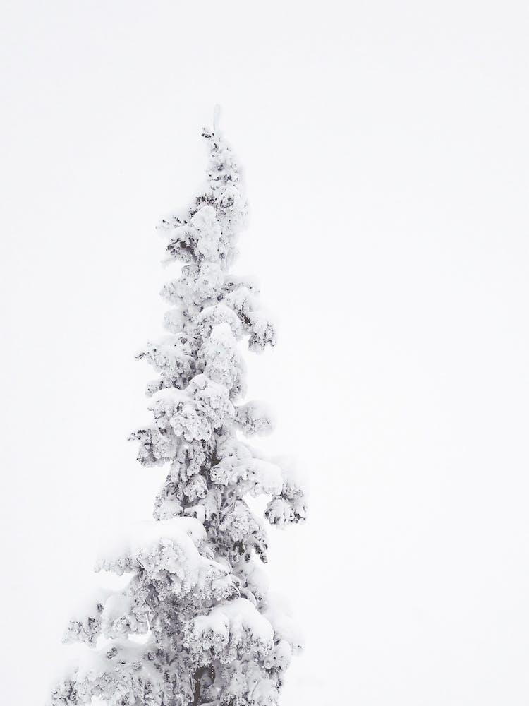 Snow Covered Tree