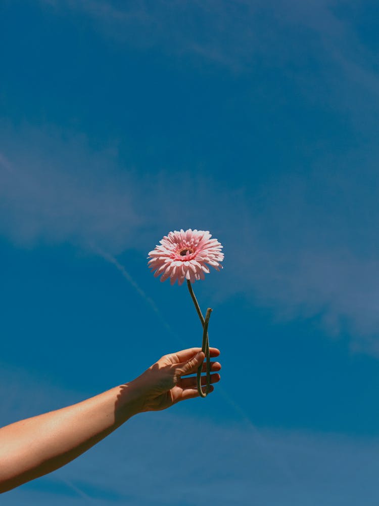 Rosa Blume in der Hand