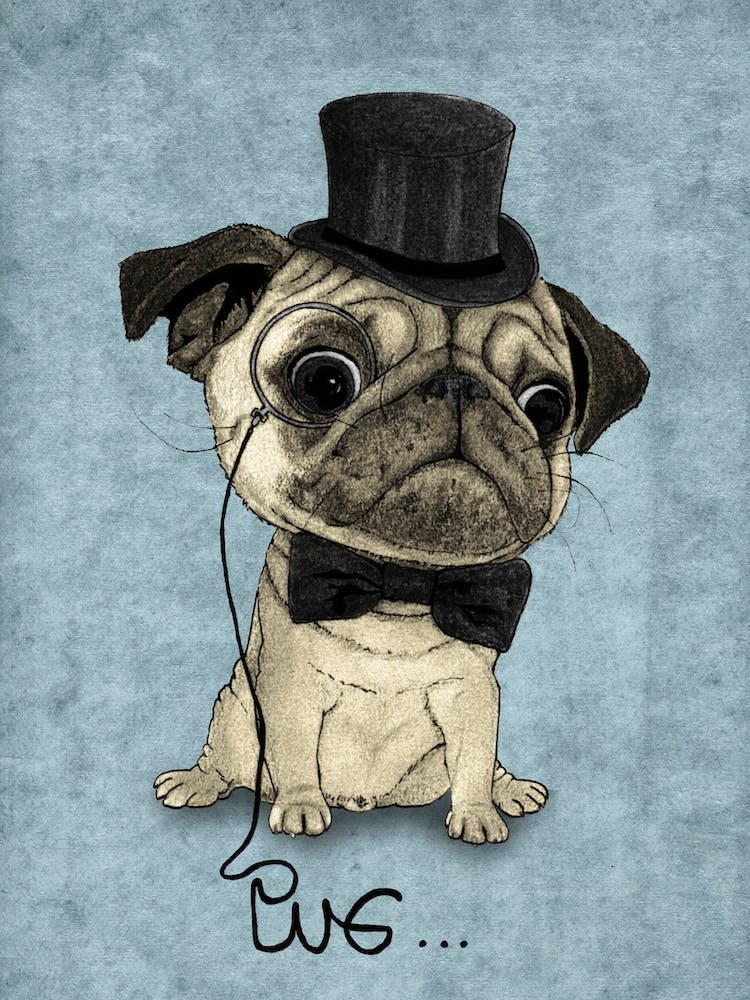 Gentle Pug