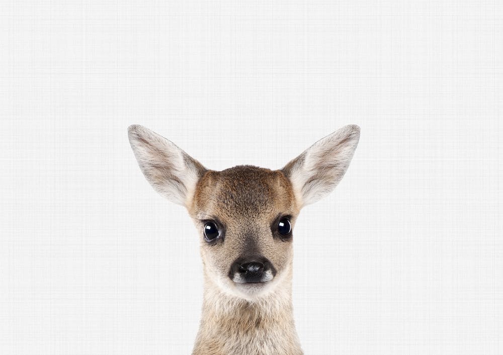 Fawn I