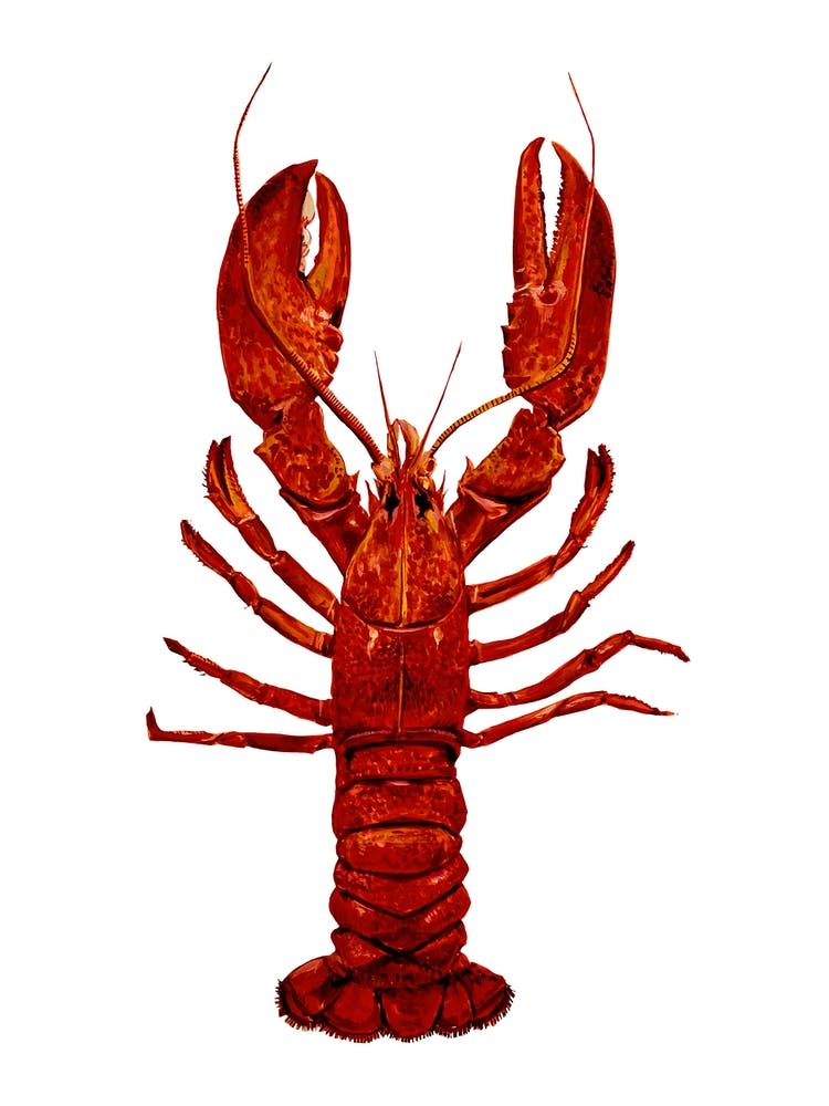 Lobster On White