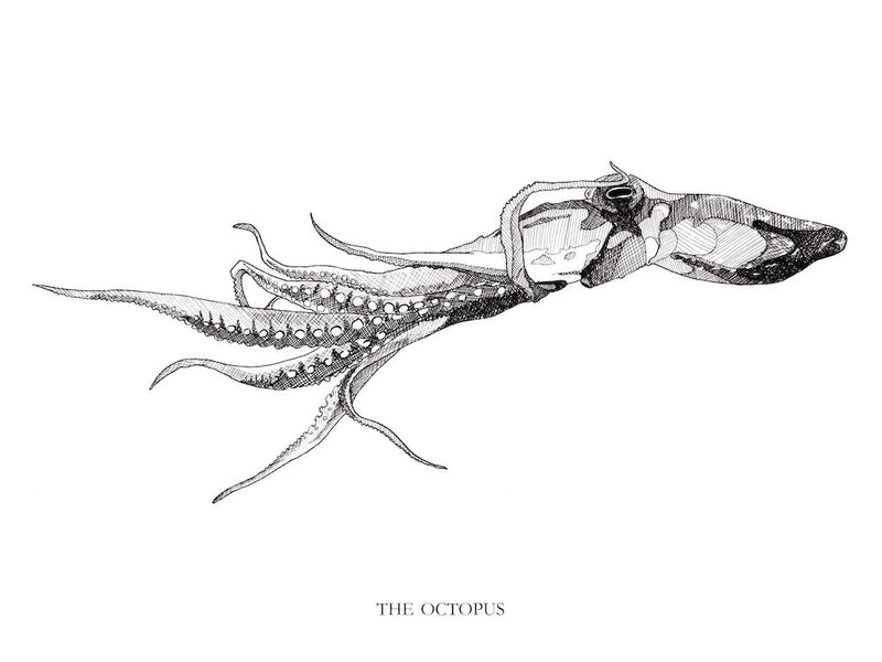 The Octopus