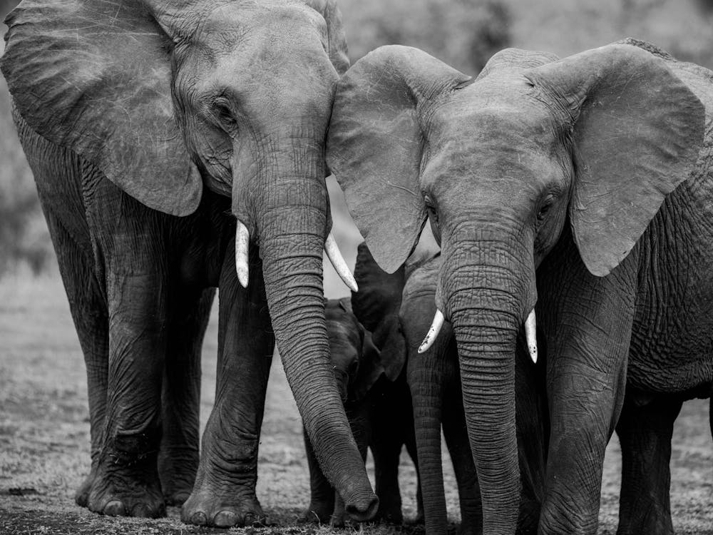 Family Of Elephants in Kenya