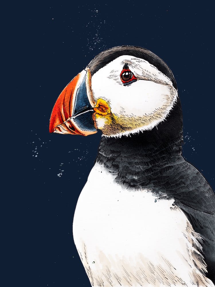 Clive The Puffin On Midnight Blue