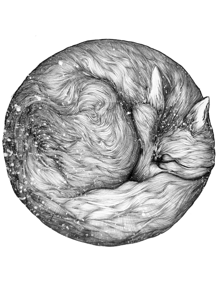 The Infinite Fox