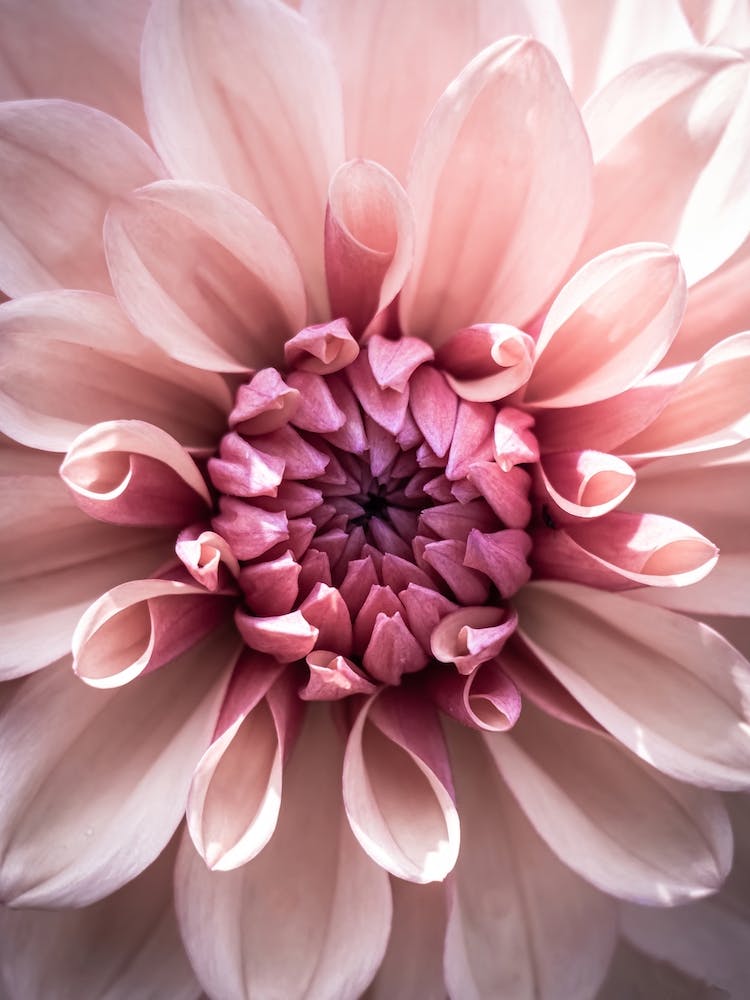 Dahlia Pink Flower