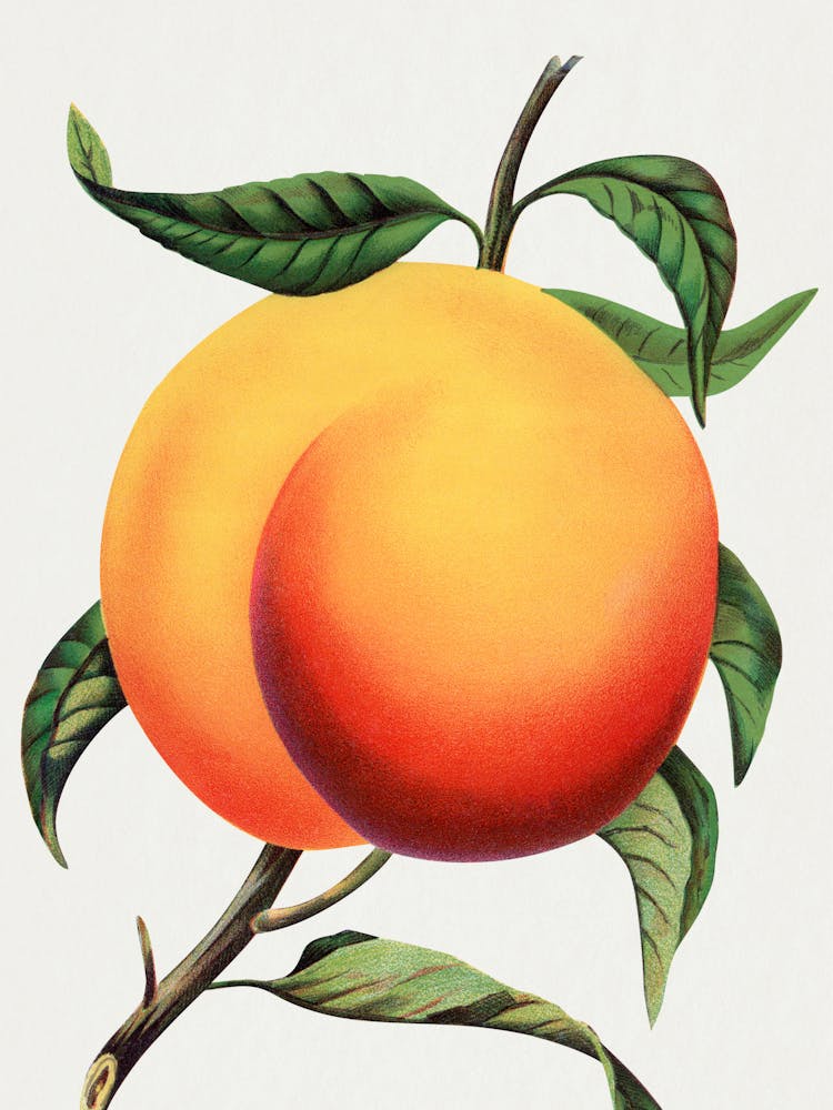 Peach On A Branch
