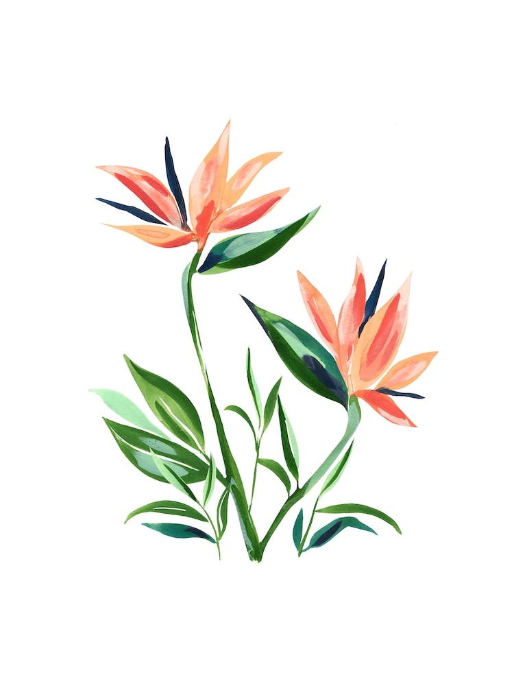 Bird Of Paradise