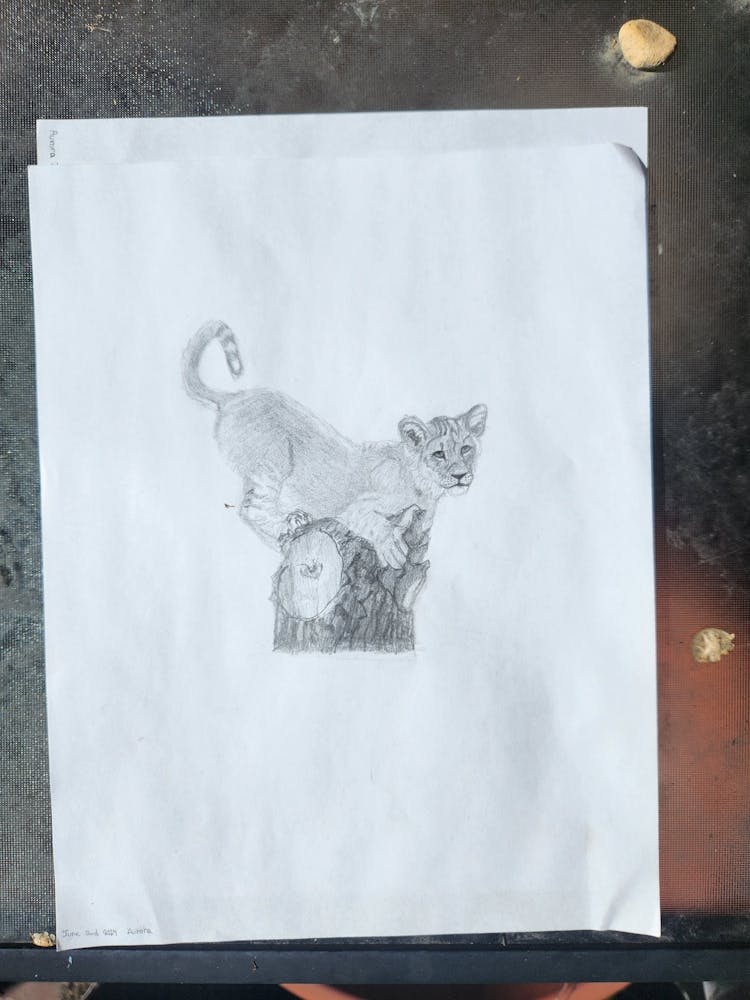 Original sketch lion cub