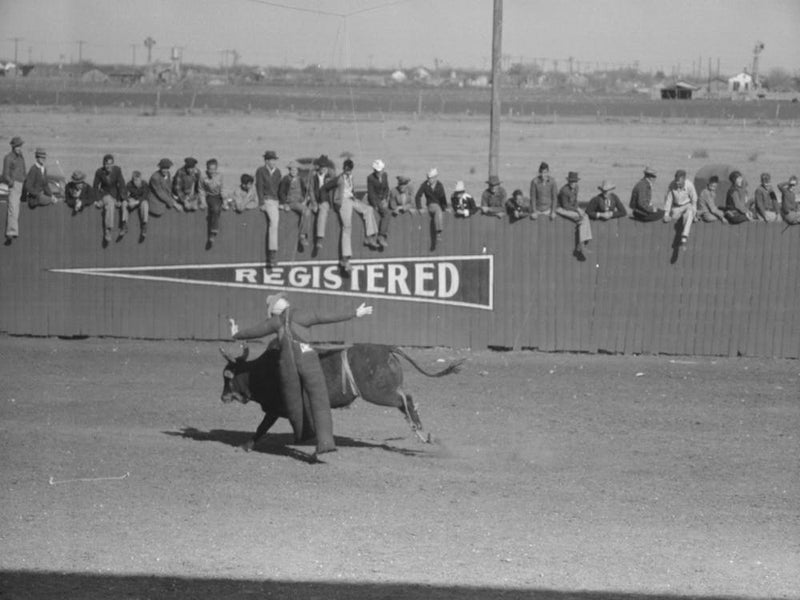Untitled Photo, Possibly Related To Cowboy Being Thrown From Bucking Horse During The Rodeo Of The Sa
