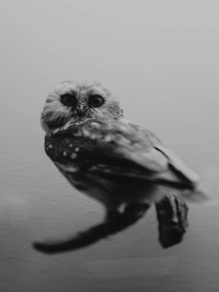 The Curious Owl