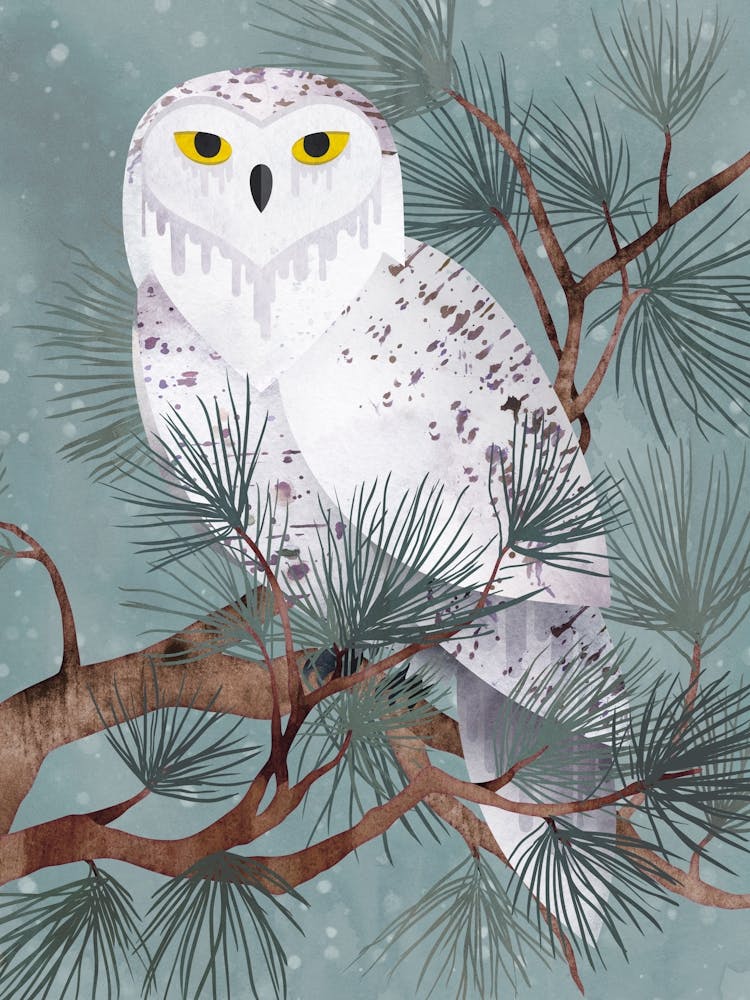 Snowy Owl