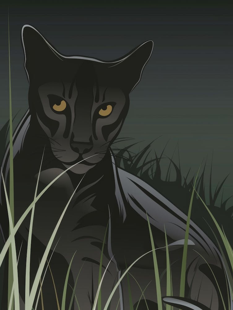 Schwarzer Panther 6