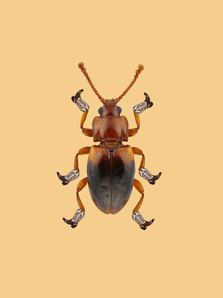 Billy The Booted Beetle