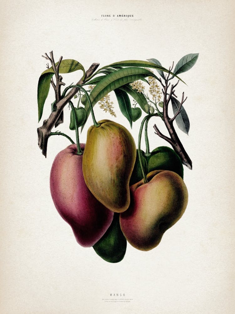 Vintage Denisse 3 Mango