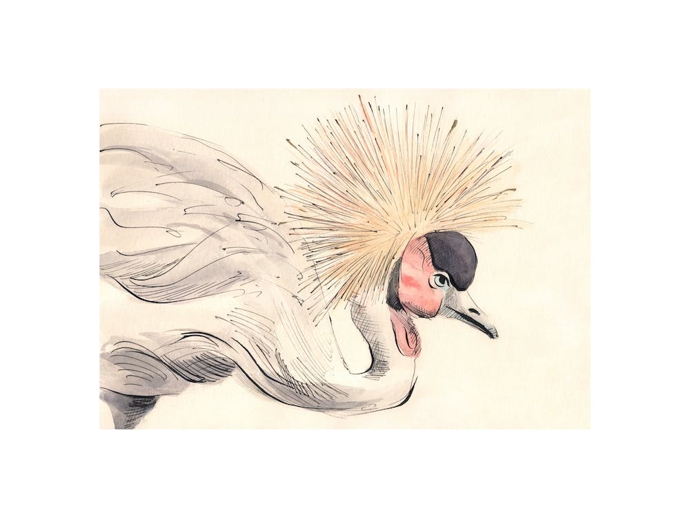 Crowned Crane