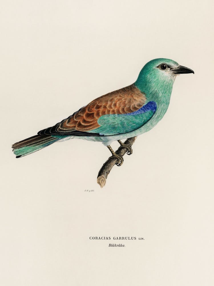 European Roller