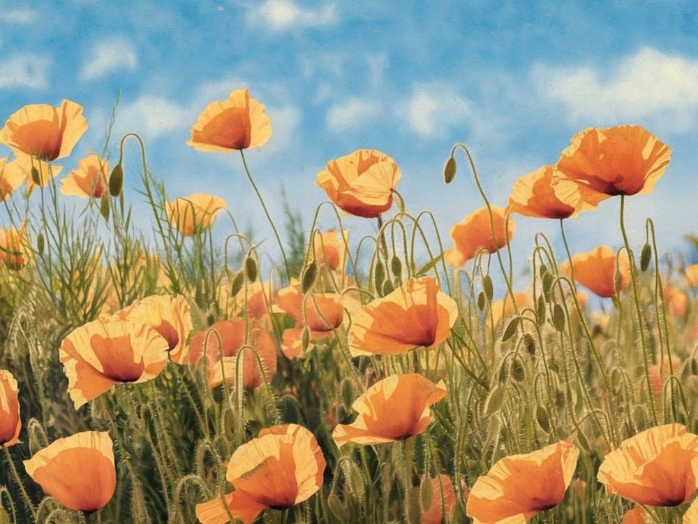 Vibrant Orange Poppy Field - Floral