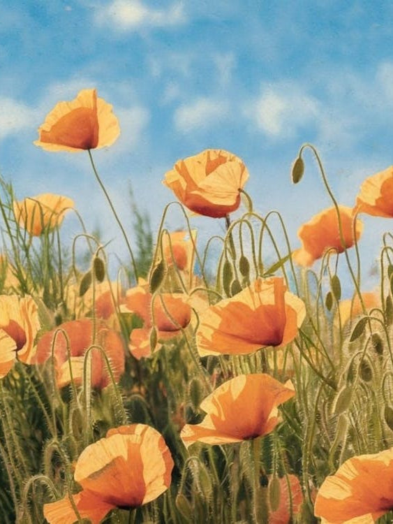 Vibrant Orange Poppy Field - Floral