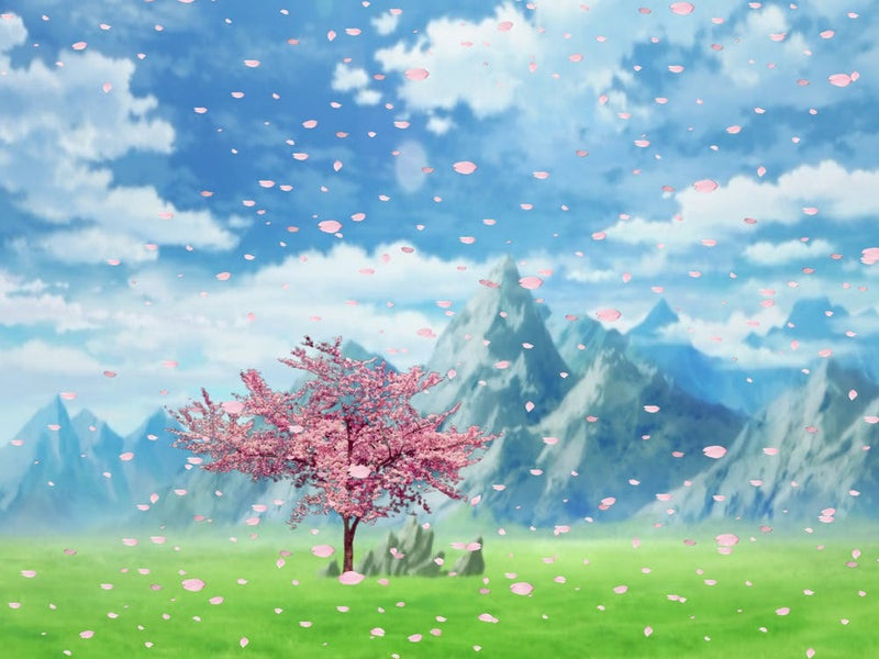 Cherry Blossoms