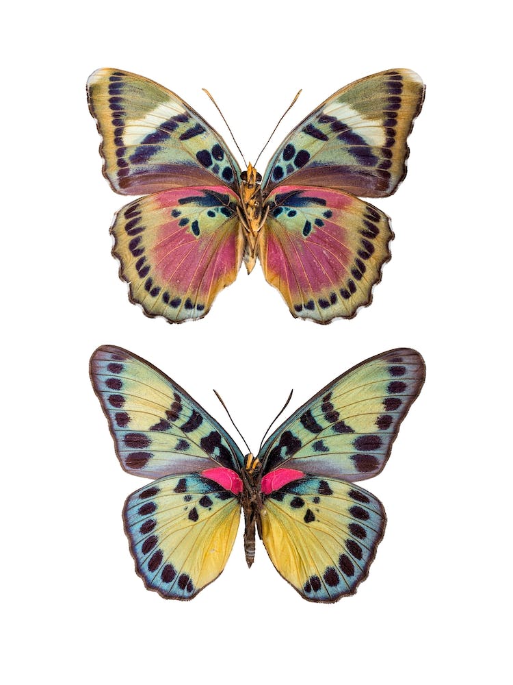 Two Colored Butterflies
