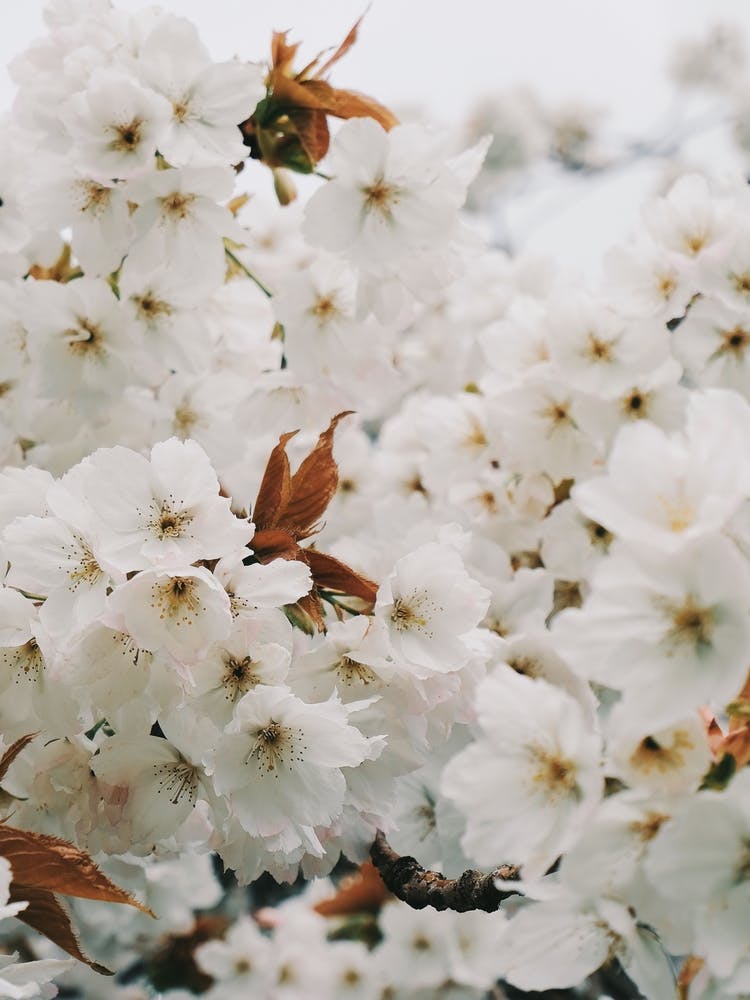 White Blossom