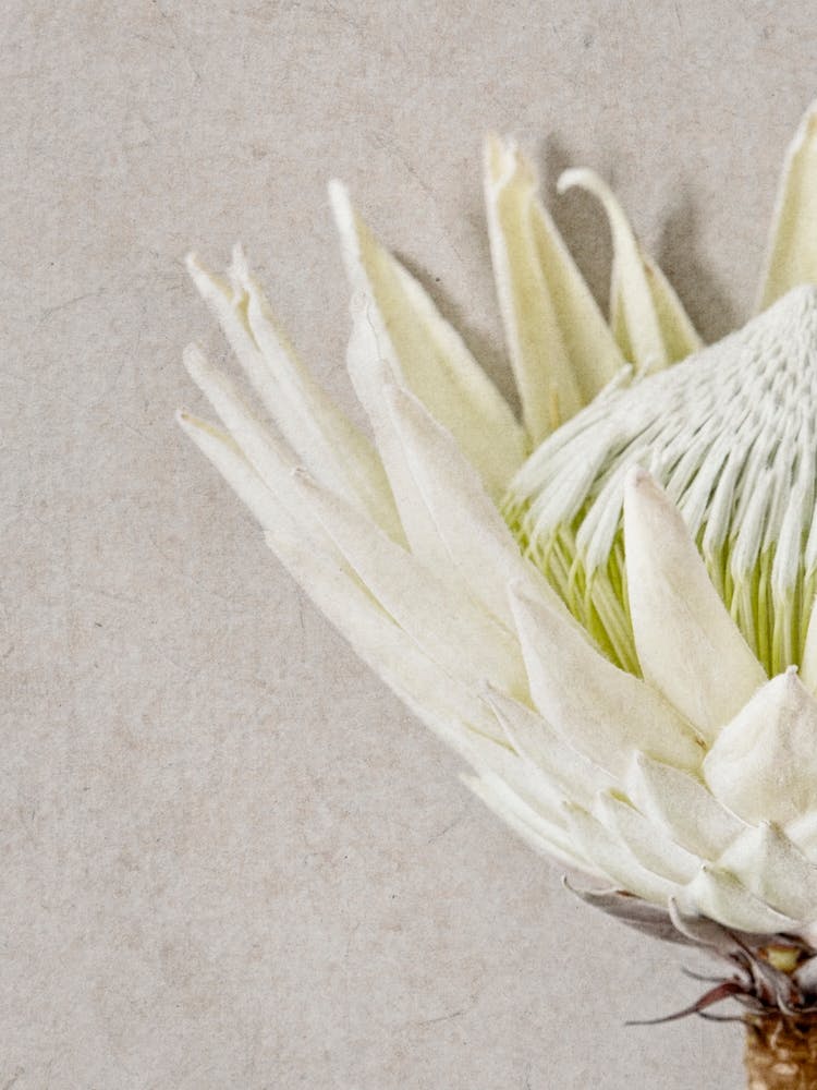 Protea Flower Detail