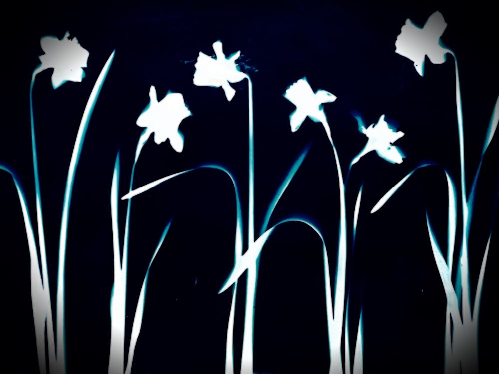 Daffodils 1