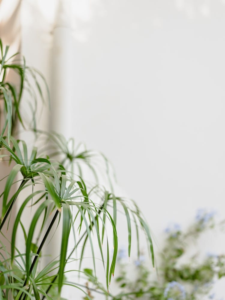Tropical Houseplant