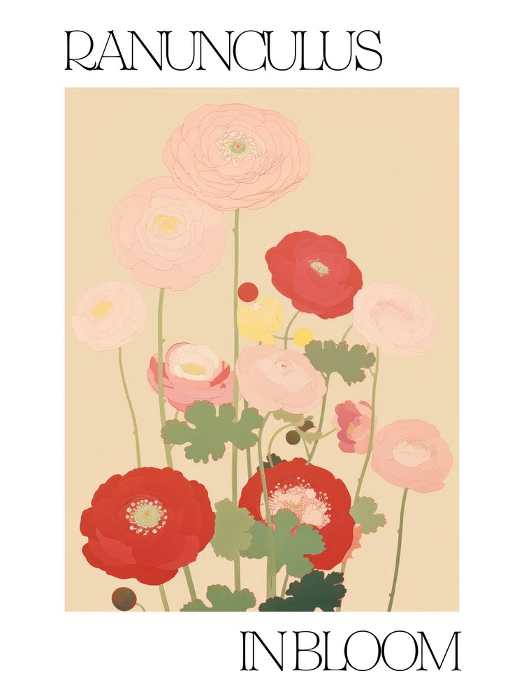 Ranunculus In Bloom Flowers Bold Illustration 3