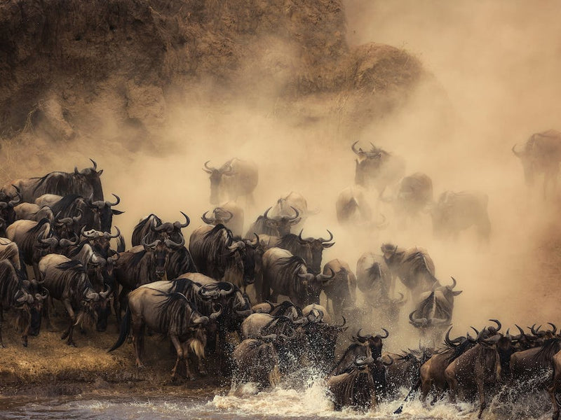 The Crossing