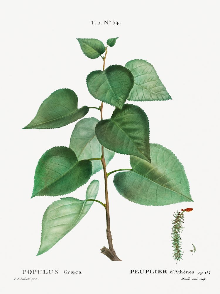 Populus Graeca, Pierre Joseph Redoute