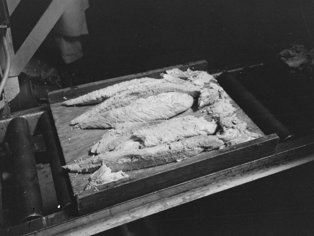 Cooked And Tuna, Ready To Be Packed Into Cans, Columbia River Packing Association, Astoria, Oregon By Russell