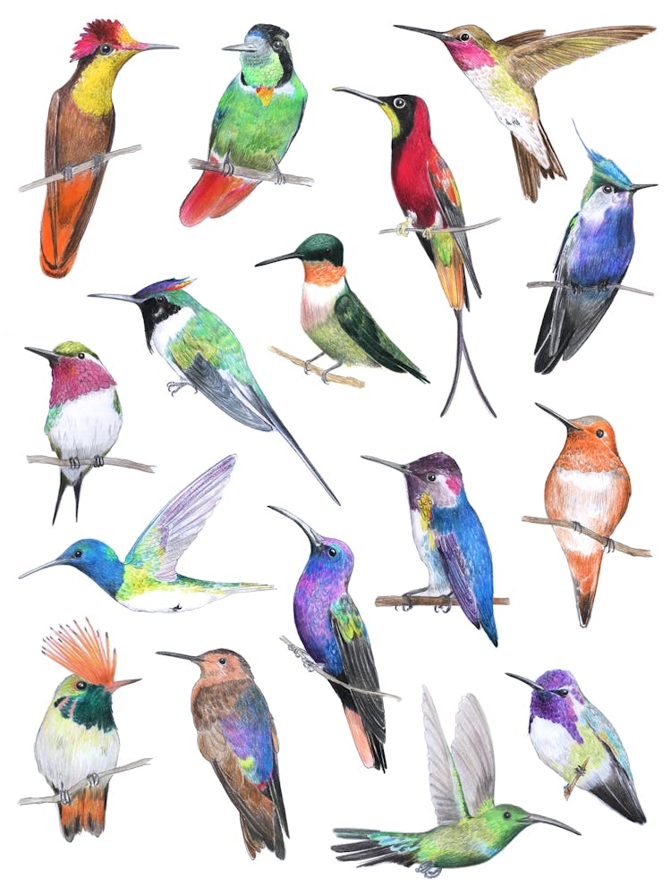 Hummingbirds