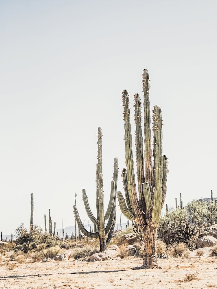 Towering Saguaro Cactus