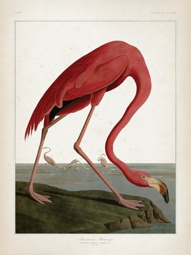 Vintage Audubon 1 American Flamingo