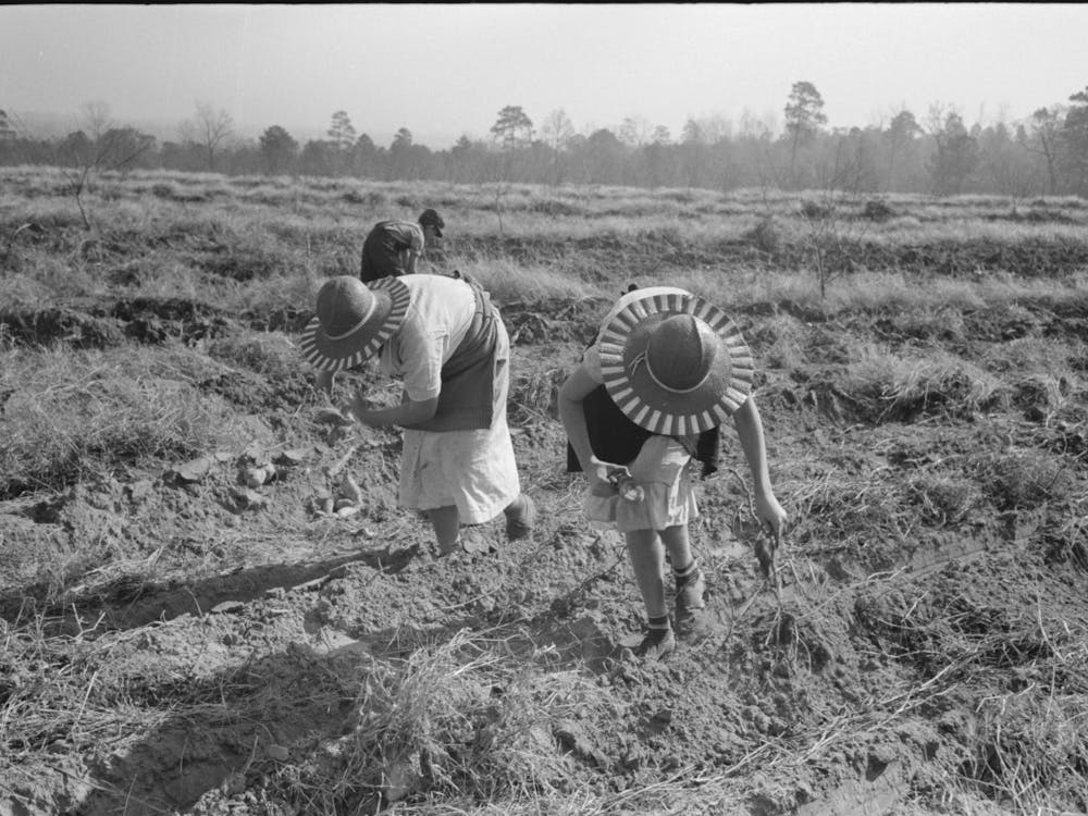Children Of Sharecropper Picking Up Sweet Potatoes In Field Near Laurel, Mississippi By Russell Lee