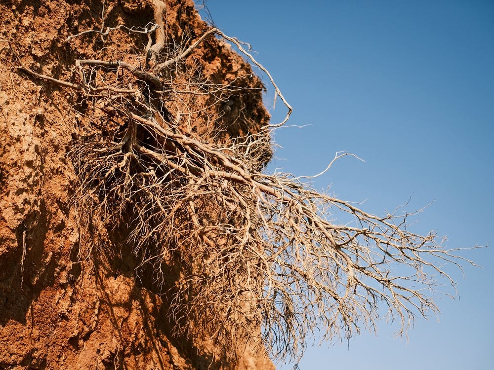 Natural Roots // Ibiza Nature & Travel Photography