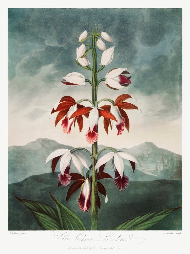 The Chinese Limodoron From The Temple Of Flora (1807), Robert John Thornton