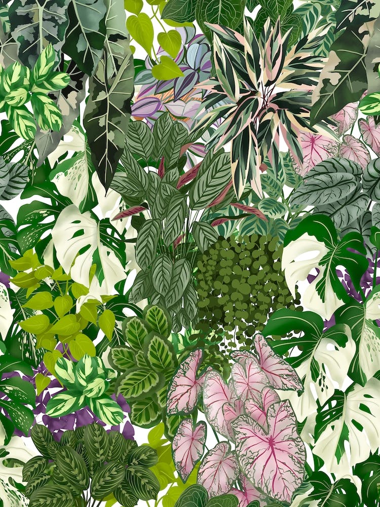 House Plants Jungle 3