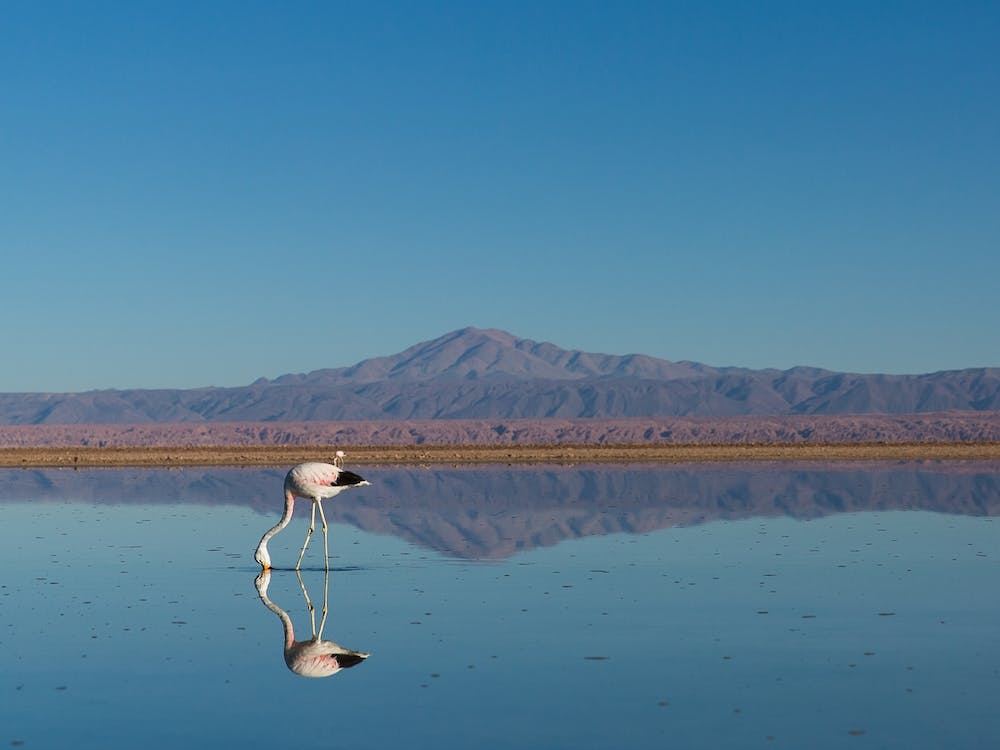 Flamingo Water Reflection, Mountain View