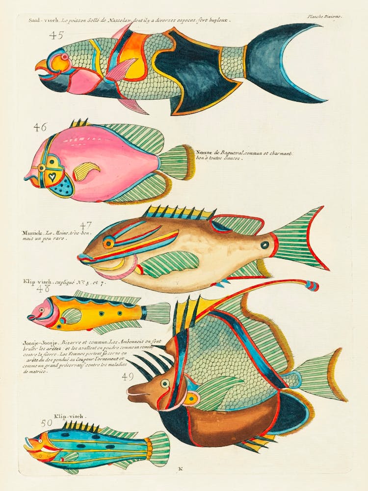 Colourful And Surreal Illustrations Of Fishes Found In Moluccas (Indonesia) And The East Indies, Louis Renard(66)