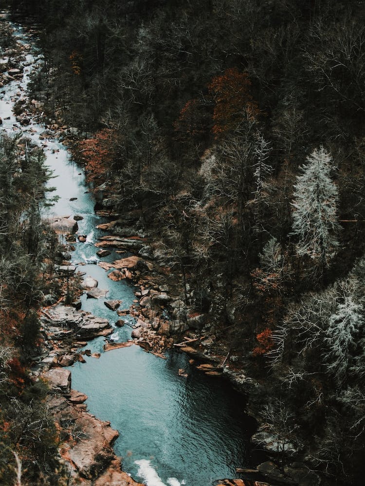 Ruisseau Forestier