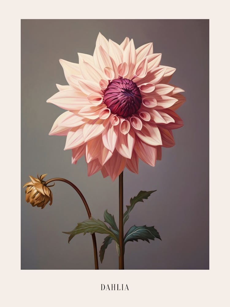 Floral Illustration Dahlia 1 Poster