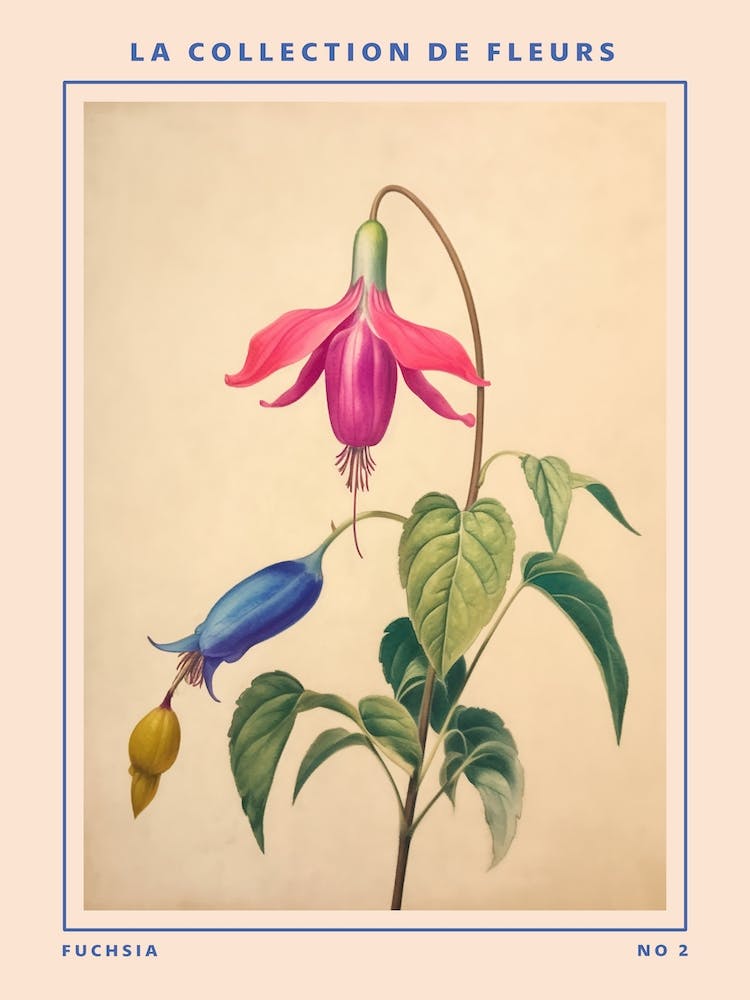 Fuchsia 2 French Flower Botanical Poster